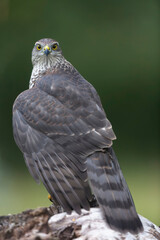 European Sparrowhawk Accipiter nisus in close view