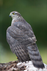 European Sparrowhawk Accipiter nisus in close view