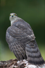 European Sparrowhawk Accipiter nisus in close view