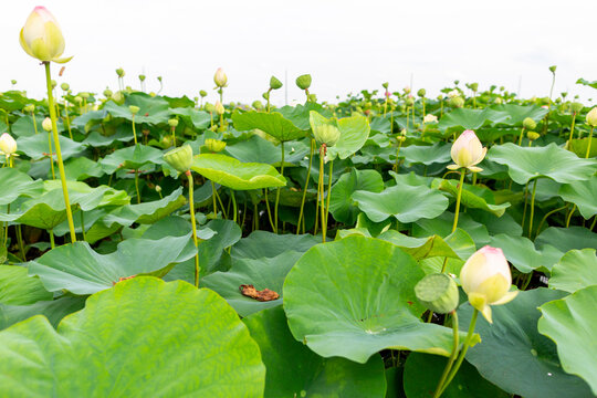 99 Best 水中植物 Images Stock Photos Vectors Adobe Stock