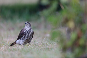 European Sparrowhawk Accipiter nisus in close view