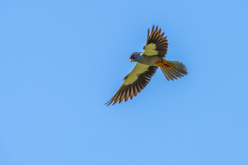 The Amur falcon is flying in the sky