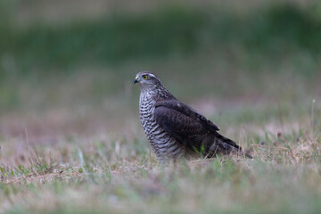 European Sparrowhawk Accipiter nisus in close view