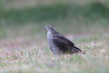 European Sparrowhawk Accipiter nisus in close view