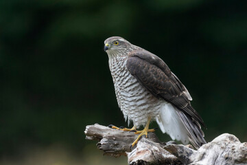 European Sparrowhawk Accipiter nisus in close view