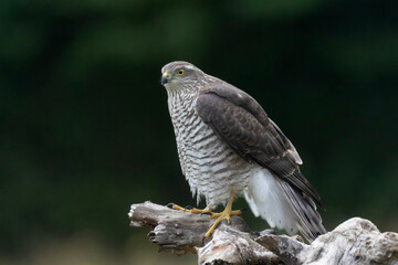 European Sparrowhawk Accipiter nisus in close view