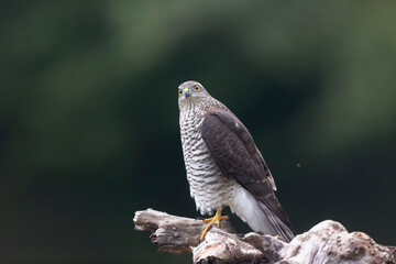 European Sparrowhawk Accipiter nisus in close view