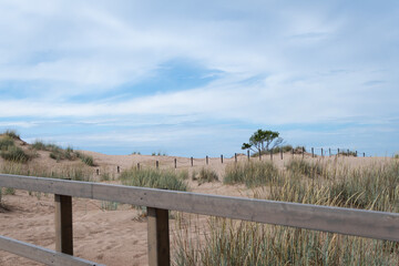 Fototapeta premium path to the beach with sand dunes