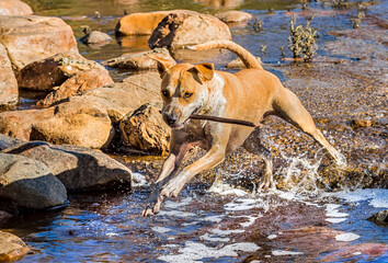 Tan American staffordshire terrier playing with a stick in his mouth  in shallow riverbed.