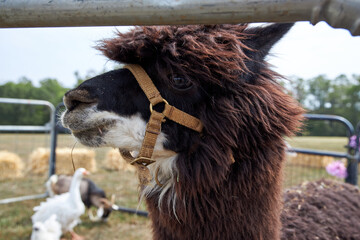 Closeup of brown llama with other farm animals in background