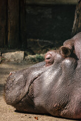 sleeping big hippo Hippopotamus amphibius