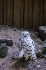 Obraz premium Arctic white polar snowy owl 