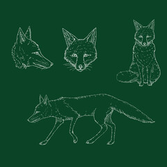 Vector Set of Chalk Sketch Foxes