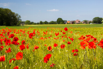 in the meadow - wild poppy flowers