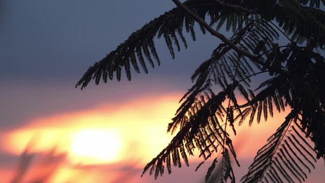 Leaves on a tree silhouetted by a beautiful sunset. Close up shot.