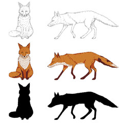 Vetor Set of Fox Illustrations. Silhouette, Sketch and Cartoon