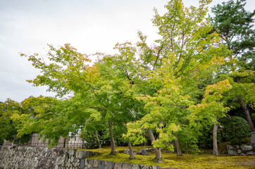 maple trees with green leaves beside temple in kyoto, japan