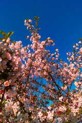 Pink tree blossom and clear blue sky. Tree branches with pink blossom. Warm pink blossom