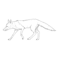 Walking Fox. Side View. Vector Illustration.