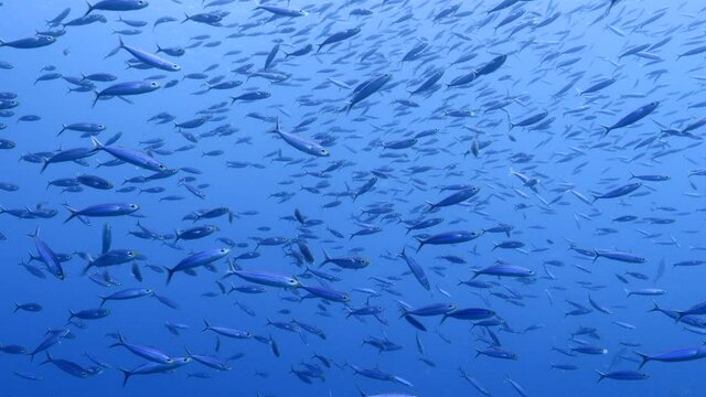 Seascape with School of Boga Fish in the turquoise water of coral reef in Caribbean Sea, Curacao