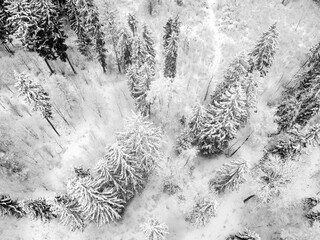 Winter forest with snowy trees, aerial view, black and white
