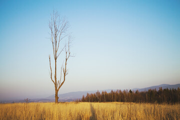 Stand alone tree during golden hour