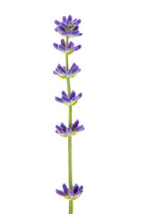 Fototapeta na wymiar Fresh lavender flower isolated on white background, macro