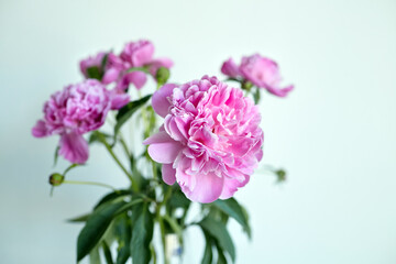 Bouquet of pink peony flowers in glass vase on white wall background.
