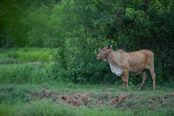 Naklejka na ściany i meble The bull stood facing the field. In the back, there are many trees, lush greenery.