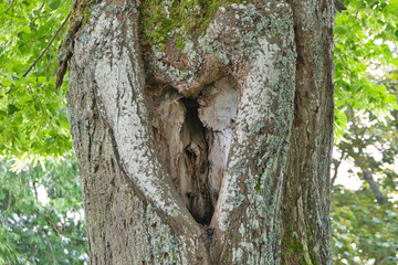 Ein großes Loch in Herzform in der Rinde eines Baumes