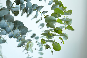 Eucalyptus leaves on white wall background. Fresh green eucalyptus branch - obrazy, fototapety, plakaty