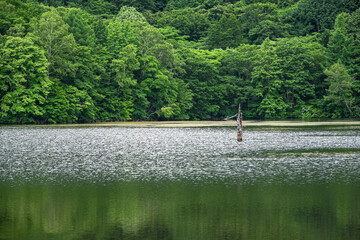 池と立ち枯れの木