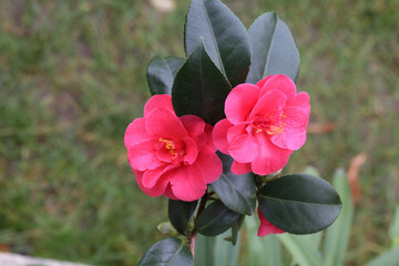 Camelia