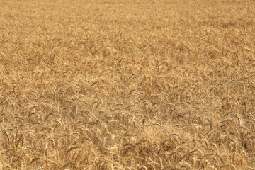 golden wheat field for harwesting