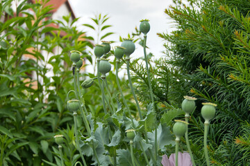 Eine Ansammlung von Mohnblumenkapseln