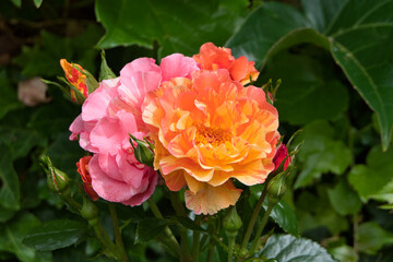 Ein Duett aus zwei wunderschönen orange und pinkfarbenen Blüten