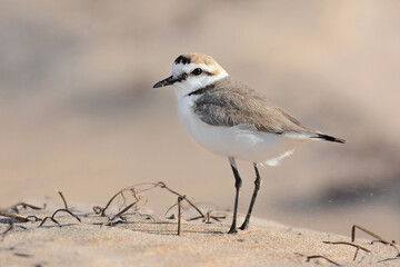 Kentish plover
