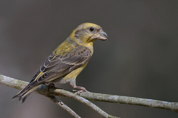 Common crossbill
