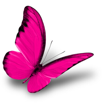 Beautiful butterfly Chocolate Albatross (Appias lyncida) in fancy color on white background with soft shadow, pink butterfly