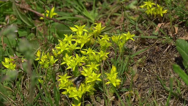 Bumblebee pollinates yellow flowers. The bee flies over the yellow flowers and pollinates them. 