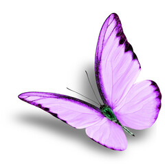 Beautiful flying purple butterfly on white background with soft shadow (Chocolate Albatross in...