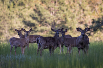 Blacktail deer in Oregon