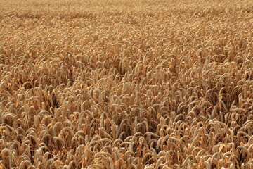 golden wheat field for harwesting