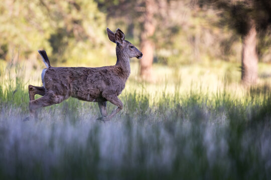 Blacktail deer in Oregon