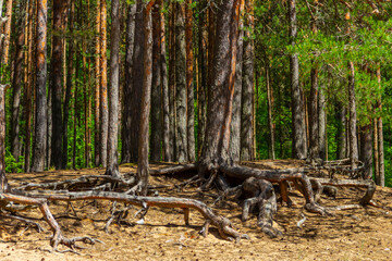 Open pine roots on sandy soil. Soil erosion.