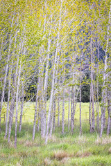 Birch trees for natural barrier
