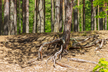 Open pine roots on sandy soil. Soil erosion.