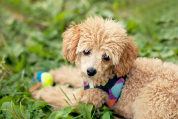 Cute funny small little pet dog in a park outdoor