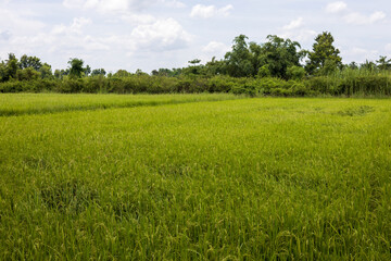 View of green rice fields with weeds and trees during the rainy season.