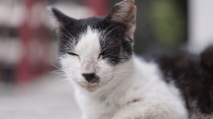 potrait of a cat